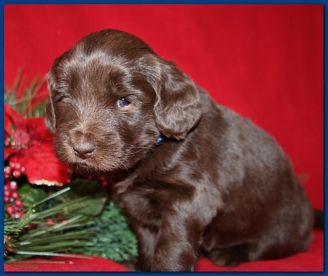 Bailey Rocco pups 4 weeks old 259