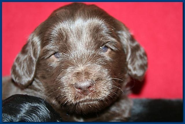 Bailey Rocco pups 4 weeks old 353