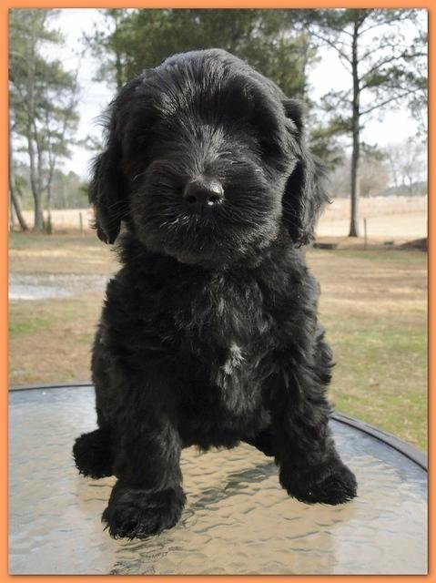 Bailey Rocco 7 weeks old 010