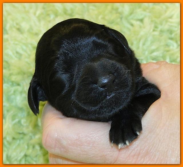 Bailey Rocco newborn puppies 11 18 10 048