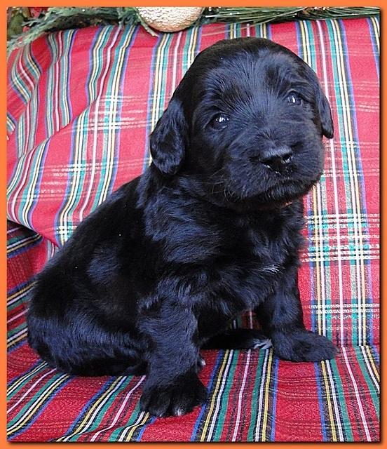Bailey Rocco puppies 3 weeks old 032