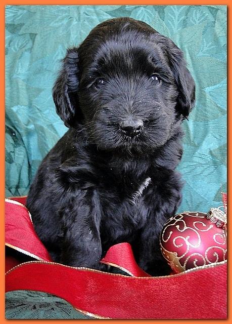 Bailey Rocco puppies 4 weeks old 022