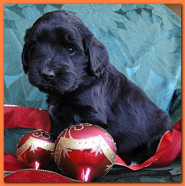 Bailey Rocco puppies 4 weeks old 025
