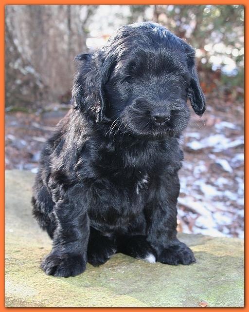 Bailey Rocco puppies 5 weeks old org233