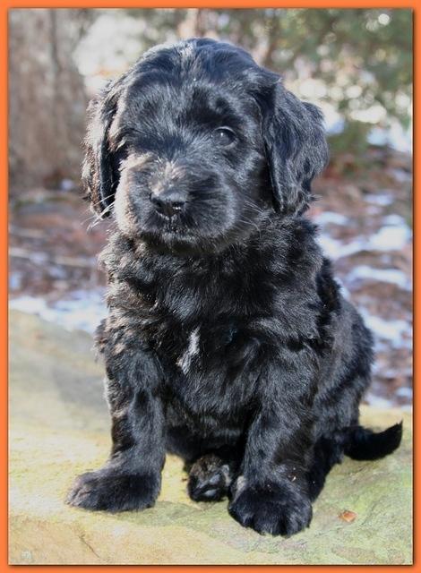 Bailey Rocco puppies 5 weeks old org235