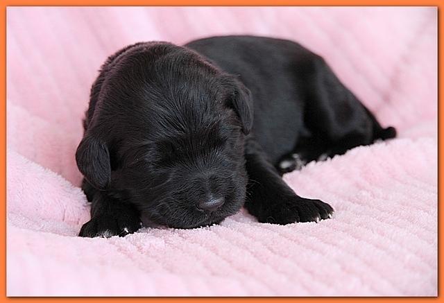 Bailey Rocco pups 11-27-10 075