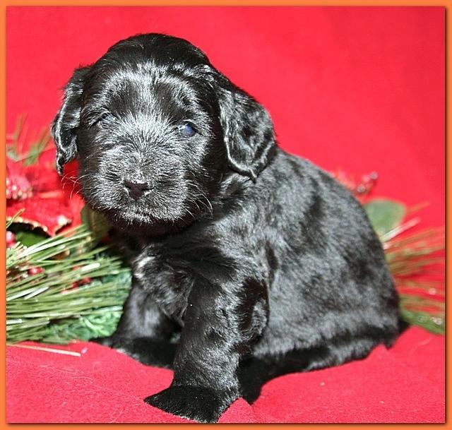Bailey Rocco pups 4 weeks old 286