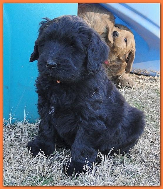 Dancer Bailey puppies 6 weeks old playtime 043