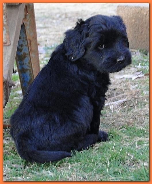 Dancer Ripley puppies 6 weeks old 068