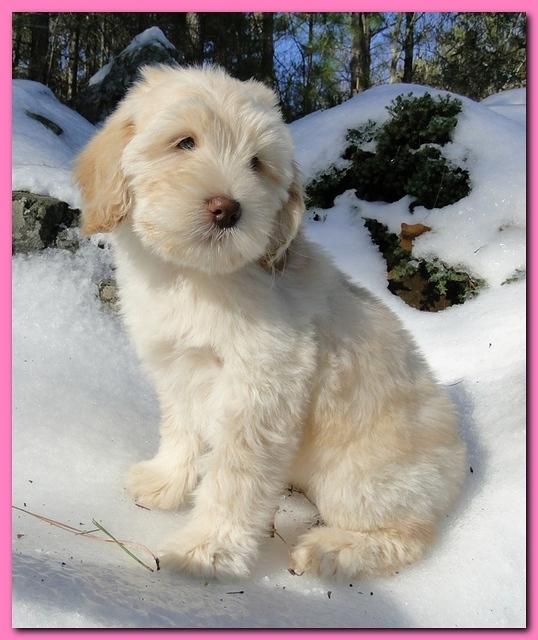 Bailey Mason puppies 8 weeks old 001