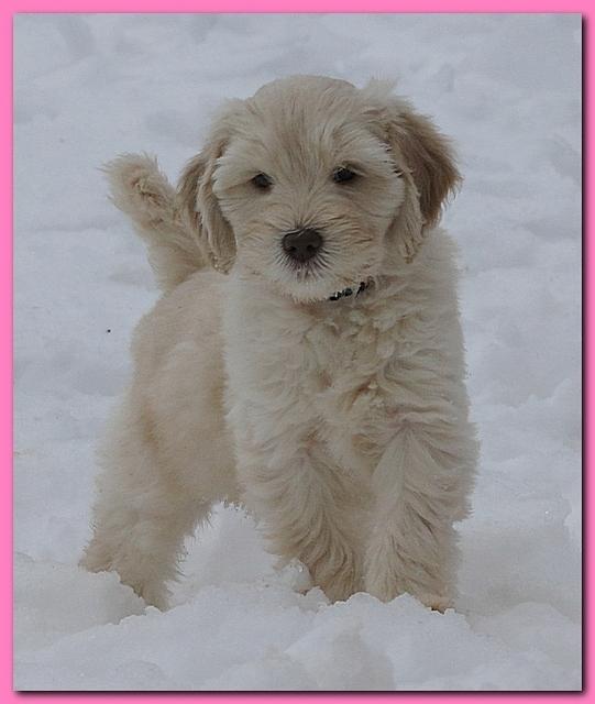 Bailey Mason puppies 8 weeks old 002