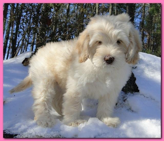 Bailey Mason puppies 8 weeks old 005