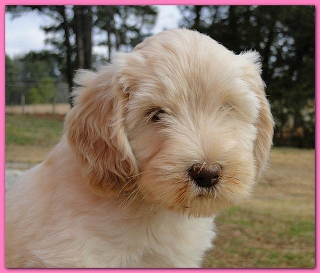 Bailey Rocco 7 weeks old 016