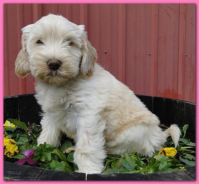 Bailey Rocco 7 weeks old 024