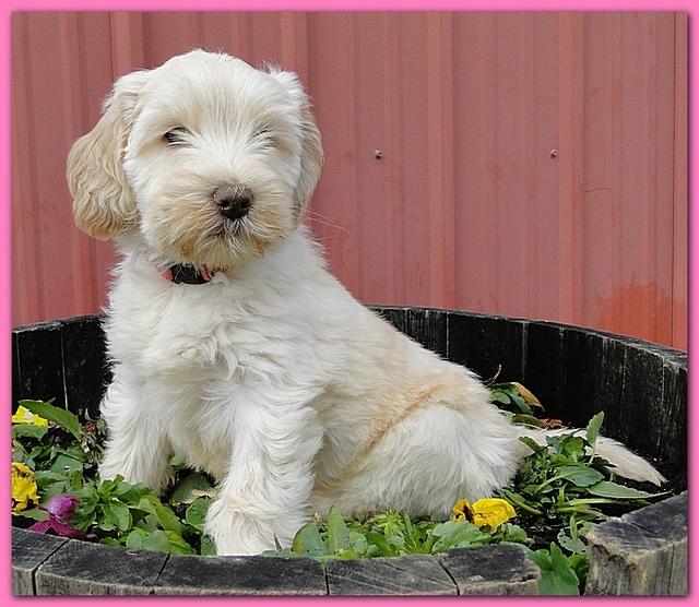 Bailey Rocco 7 weeks old 030