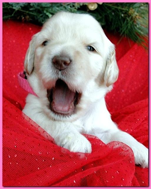 Bailey Rocco puppies 2 weeks old 024