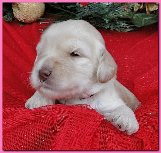 Bailey Rocco puppies 2 weeks old 026