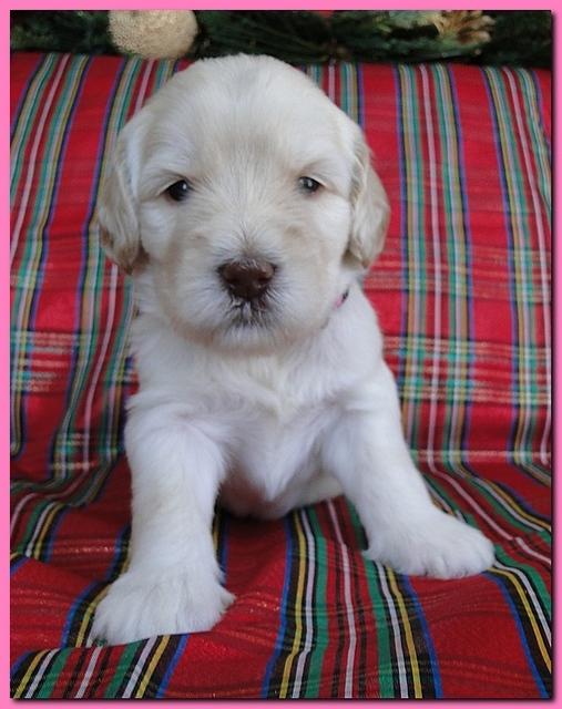 Bailey Rocco puppies 3 weeks old 016