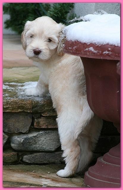 Bailey Rocco puppies 5 weeks old  204