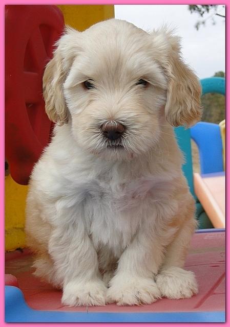 Bailey Rocco puppies 6 weeks old 028