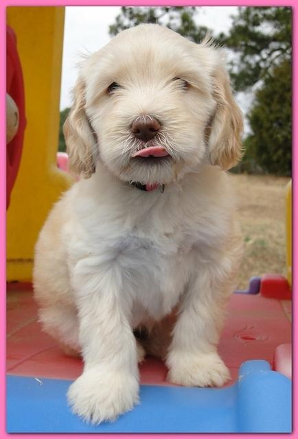 Bailey Rocco puppies 6 weeks old 032