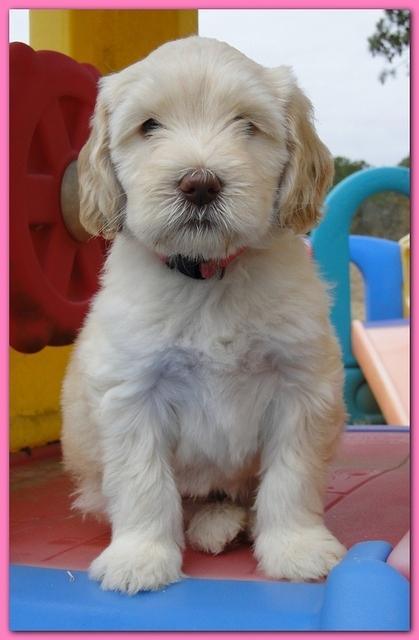 Bailey Rocco puppies 6 weeks old 035