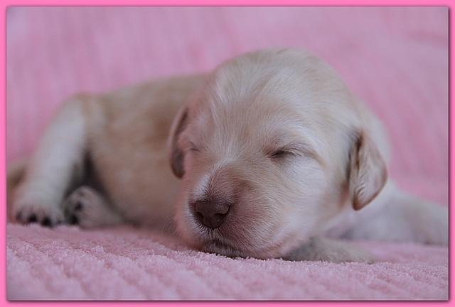 Bailey Rocco pups 11-27-10 180