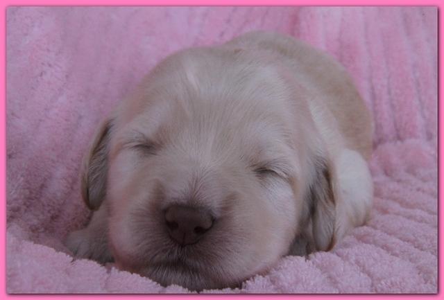 Bailey Rocco pups 11-27-10 198