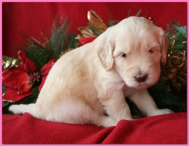 Bailey Rocco pups 4 weeks old 364