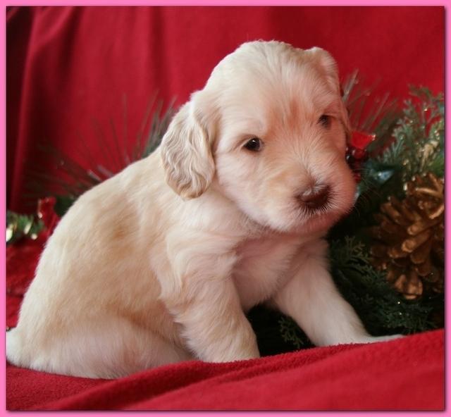 Bailey Rocco pups 4 weeks old 365