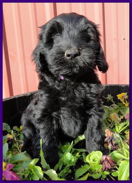 Bailey Rocco 7 weeks old 017