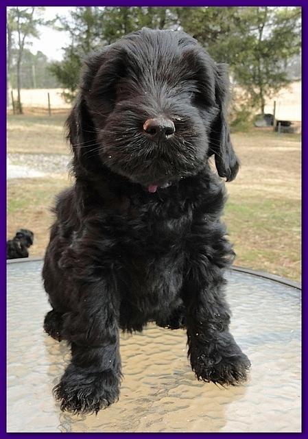 Bailey Rocco 7 weeks old 022