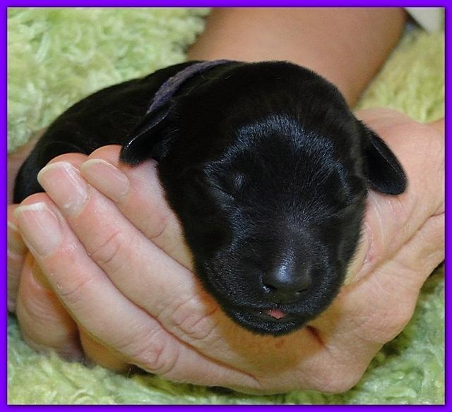Bailey Rocco newborn puppies 11 18 10 020