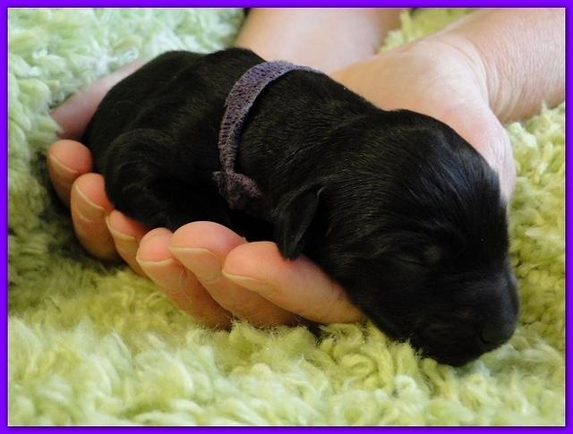 Bailey Rocco newborn puppies 11 18 10 024