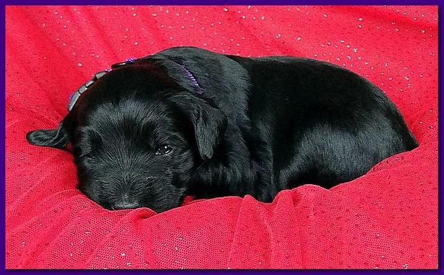 Bailey Rocco puppies 2 weeks old 034