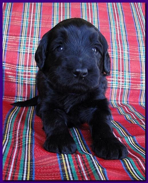 Bailey Rocco puppies 3 weeks old 018
