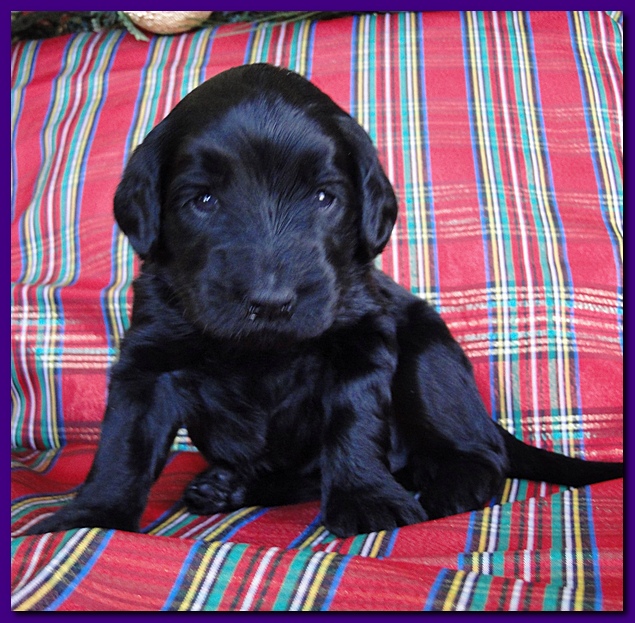 Bailey Rocco puppies 3 weeks old 064