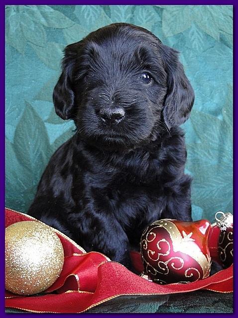 Bailey Rocco puppies 4 weeks old 053