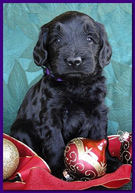 Bailey Rocco puppies 4 weeks old 056