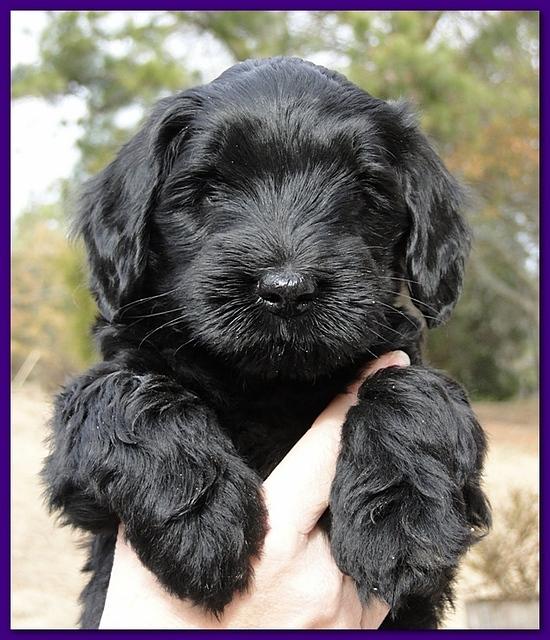 Bailey Rocco puppies 6 weeks old 011