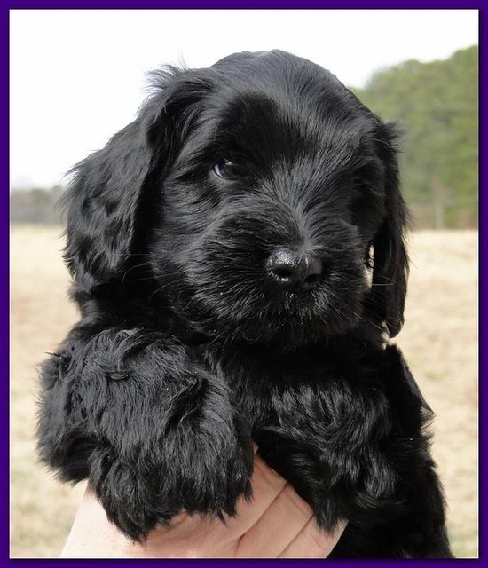 Bailey Rocco puppies 6 weeks old 015