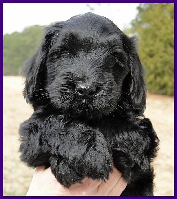 Bailey Rocco puppies 6 weeks old 016