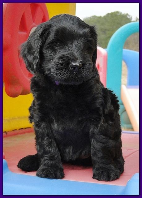 Bailey Rocco puppies 6 weeks old 018