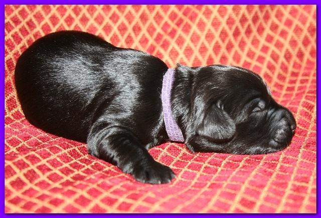 Bailey Rocco pups 11-22-10 066