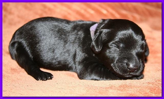 Bailey Rocco pups 11-22-10 129