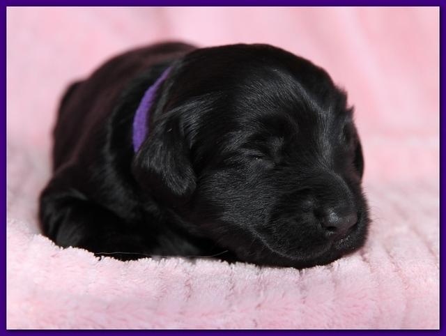Bailey Rocco pups 11-27-10 123
