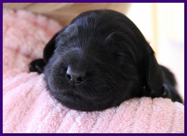 Bailey Rocco pups 11-27-10 207