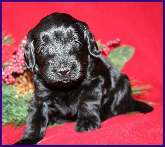 Bailey Rocco pups 4 weeks old 266