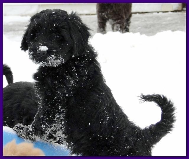 Dancer Bailey puppies 7 weeks snow 028