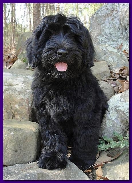 Sarah Bailey Rocco 13 weeks old 001